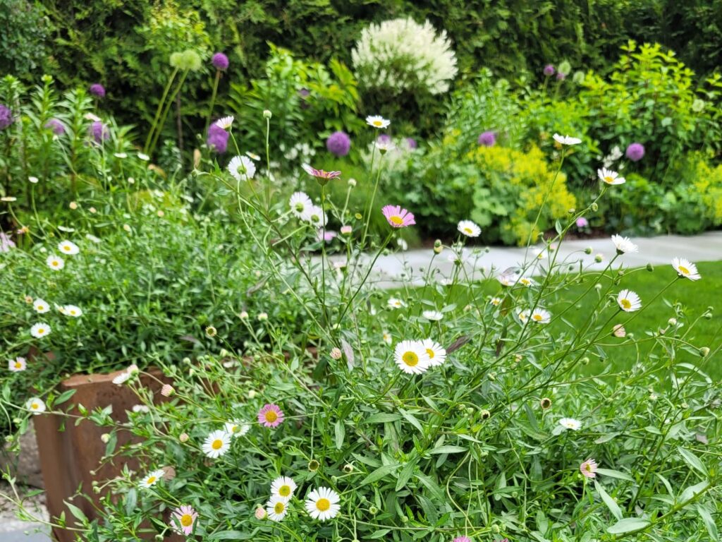 IMG-20250625-WA00451